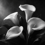 In Memoriam